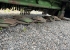 JOHN DEERE R870R BUTTERFLY SLTTERKROSS John Deere R870R BUTTERFLY SLTTERKROSS 6PIN 1000RPM
...
MNR 23203
...
PRIS EXKL. MOMS: 349.000:-
...
Vi reserverar oss fr felskrivning. Kontakta alltid oss innan du ker och tittar, s vi kan skerstlla att maskinen finns p plats.
 JOHN DEERE R870R BUTTERFLY SLTTERKROSS